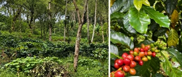 Event-Image for 'What Could a Sustainable Coffee Value Chain Look Like?'