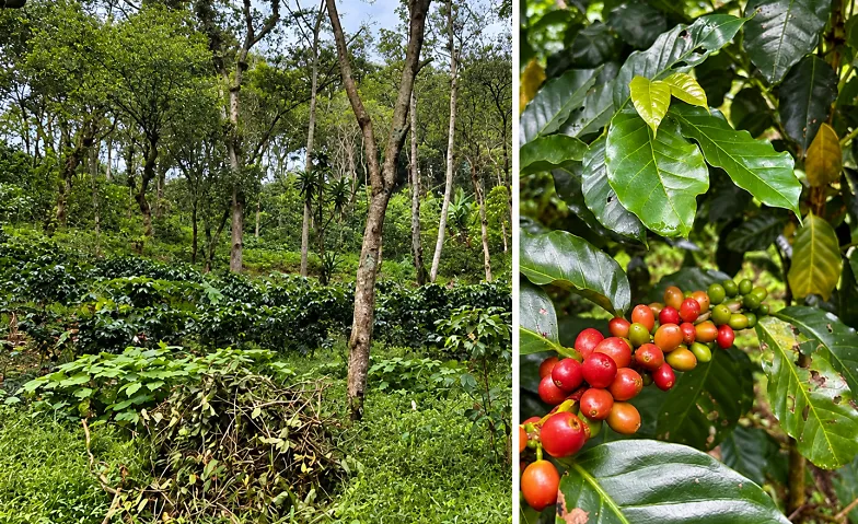What Could a Sustainable Coffee Value Chain Look Like?, Kurse & Seminare / Sonstige Kurse & Seminare, StageOne, Zürich-Oerlikon