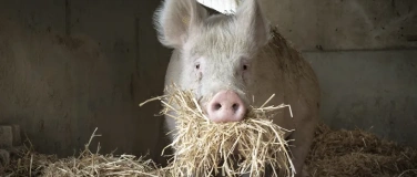 Event-Image for 'Vondue with Pigs'