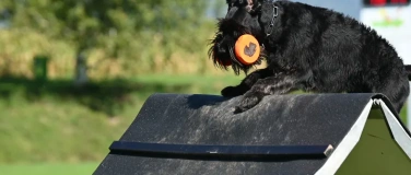Event-Image for 'Internationale Hundesport-Elite trifft sich in Aarau'