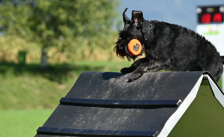 Internationale Hundesport-Elite trifft sich in Aarau