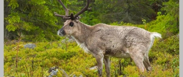 Event-Image for 'Live-Vortrag: Schweden'