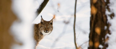 Event-Image for 'Der K&ouml;nig vom Gantrisch &ndash; Fachexkursion Luchs f&uuml;r Erwachsene'