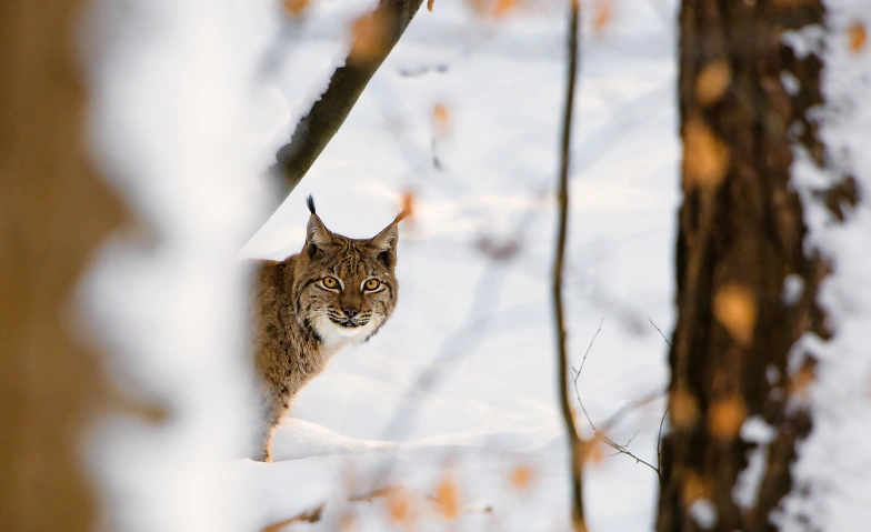 Der König vom Gantrisch – Fachexkursion Luchs für Erwachsene, Führungen & Vorträge / Führung, Brätlistelle Thanwald