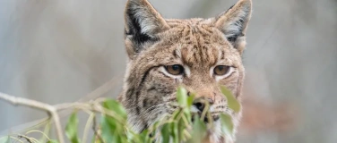 Event-Image for 'Der K&ouml;nig vom Gantrisch &ndash; Familienexkursion Luchs'