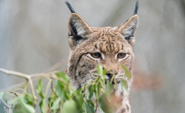 Der König vom Gantrisch – Familienexkursion Luchs, Führungen & Vorträge / Führung, Brätlistelle Thanwald