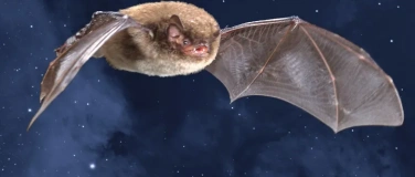 Event-Image for 'Ausstellung NachtLeben'