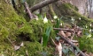 Waldbaden