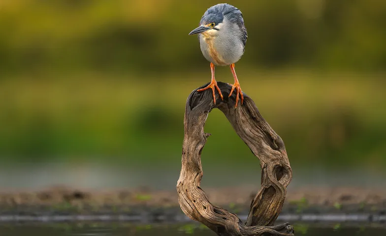 Alpha Academy: The Art of Bird Photography Tickets