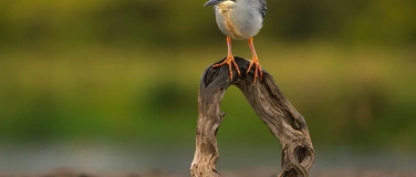 Event-Image for 'Alpha Academy: The Art of Bird Photography'
