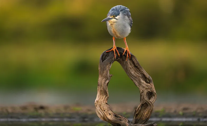 Event-Image for 'Alpha Academy: The Art of Bird Photography'
