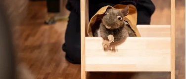 Event-Image for 'Die Abenteuer der Maus Lou: Im Traumgarten von Claude Monet'