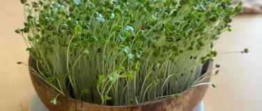 Event-Image for 'Erfolgreich Sprossen & Microgreens anbauen'