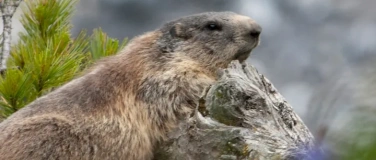 Event-Image for 'Ein Schatz der Natur &ndash; der Schweizerische Nationalpark'
