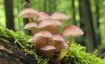 Einstieg in die Welt der Pilze &ndash; Anf&auml;ngerkurs