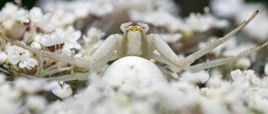 Event-Image for 'Mittagsf&uuml;hrung &laquo;Magische Tierwelt&raquo;'