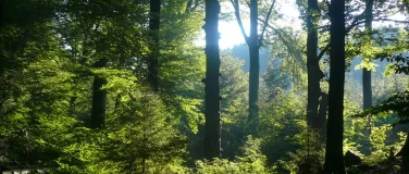 Event-Image for 'Waldbaden. Mehr als ein Waldspaziergang'