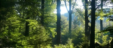 Event-Image for 'Waldbaden. Mehr als ein Waldspaziergang'