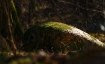 Hirschen-Plauderei &laquo;Licht und Schatten&raquo;