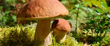 Event-Image for 'Mushroom Walk Berlin'