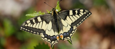 Event-Image for 'Naturschutzverein: Die faszinierende Welt der Schmetterlinge'
