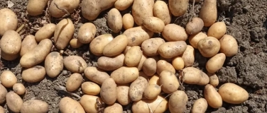 Event-Image for 'Landwirtschaft damals: Von der Kartoffel zu R&ouml;sti und Chips'
