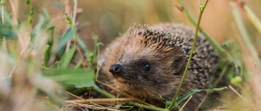 Event-Image for 'Igel unter uns'