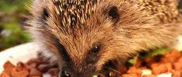 Event-Image for 'Gute Pflegestellen erkennen &ndash; am Beispiel Igel'
