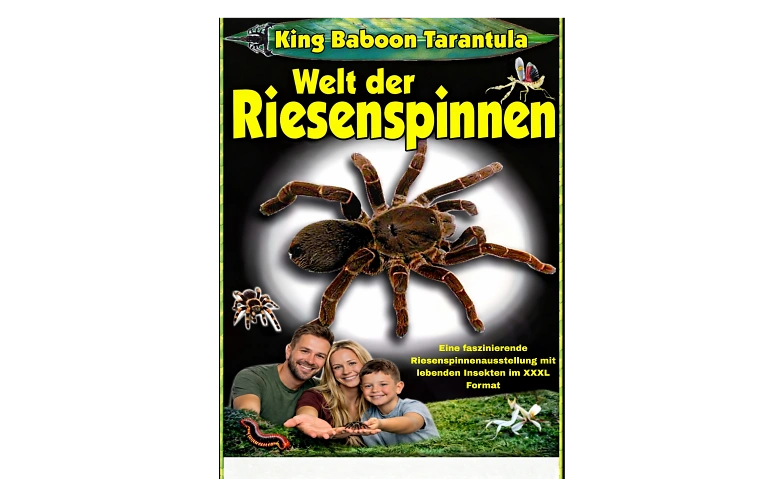 King Baboon Tarantula Welt der Riesenspinnen
