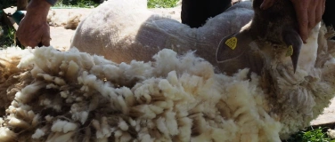 Event-Image for 'Hands on Wool. Kollektives Filzen'
