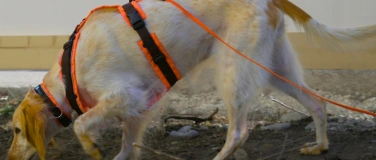 Event-Image for 'Dem Igel auf der Spur &ndash; Igelsp&uuml;rhunde im Einsatz'