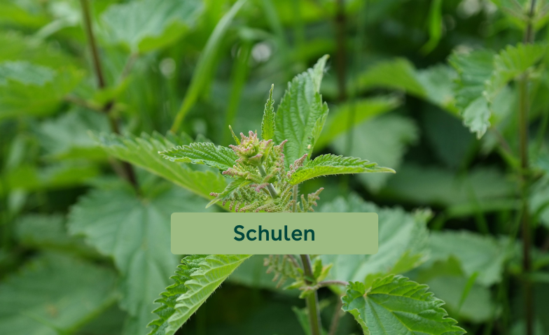 Wunderpflanze Brennnessel - Papierschöpfen & Naturkosmetik
