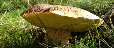Event-Image for '10. Pilzwanderung durch's Wiebachtal'