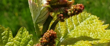 Event-Image for 'Offenes Weinbaumuseum'
