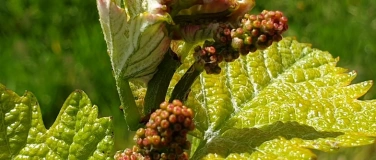 Event-Image for 'Offenes Weinbaumuseum&ndash;Kultur, Geschichte und Genuss erleben'
