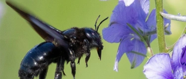 Event-Image for 'Bald ausgesummt? - Jetzt den Bienen und Insekten aktiv helfe'
