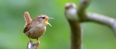 Event-Image for 'Exkursion: Morgenkonzert der V&ouml;gel'