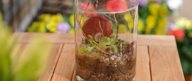 Event-Image for 'Fleischfressende Pflanzen im Glas'
