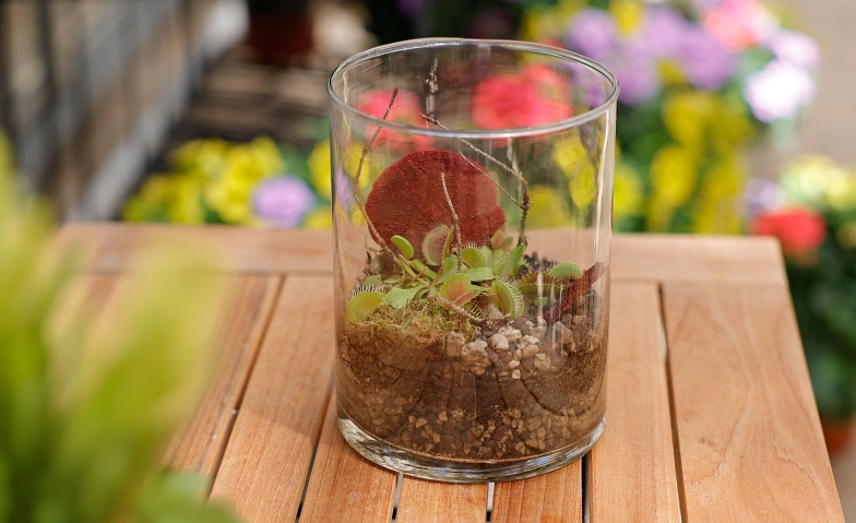 Fleischfressende Pflanzen im Glas