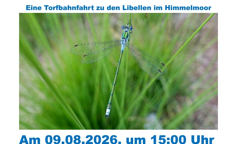 Den zarten Flugkünstlern auf der Spur