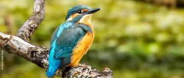 Event-Image for 'Zusatztermin: Der Eisvogel in den Thurauen'