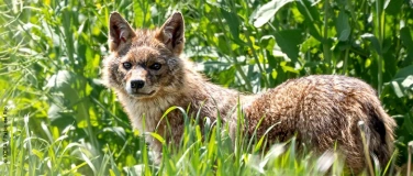 Event-Image for 'NaturFilm-Abend: Der Goldschakal &ndash; ein neues Wildtier in uns'