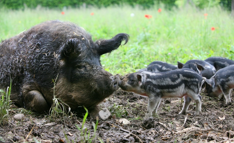 Event-Image for 'Tierparkf&uuml;hrung: Zu Besuch bei Wollschwein und Auerhuhn'