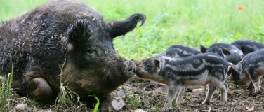 Event-Image for 'Tierparkf&uuml;hrung: Zu Besuch bei Wollschwein und Auerhuhn'