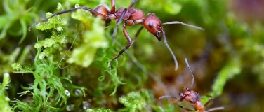 Event-Image for 'Die Superkolonie - Waldameisen ganz gross'
