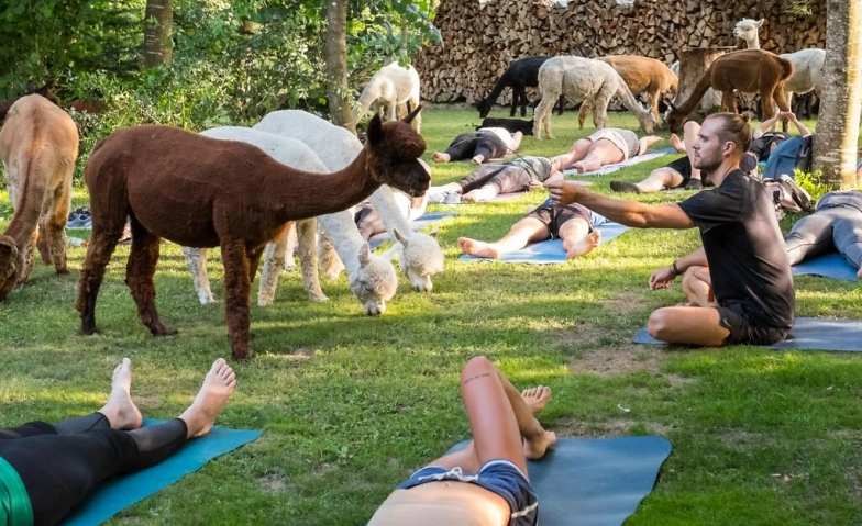 Event-Image for 'Yoga inmitten Alpakas - Uebeschi'