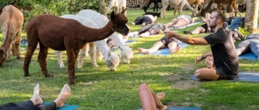Event-Image for 'Yoga inmitten Alpakas - Uebeschi'