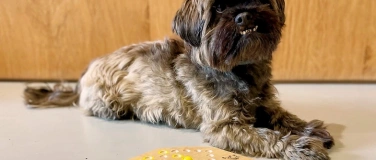 Event-Image for 'Dog-Donnerstag'