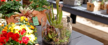 Event-Image for 'Kreatives Karnivoren-Arrangement im Glas'