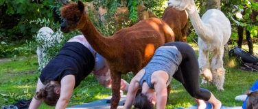 Event-Image for 'Yoga inmitten Alpakas - B&uuml;ron'